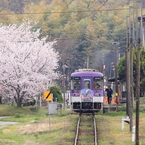 さくらの駅で