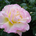 雨上がりの薔薇達