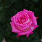 雨上がりの薔薇達