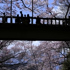 高遠の桜 －１７