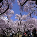 高遠の桜 －１８