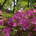 つつじ_大興善寺_06