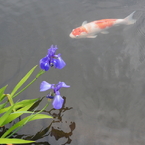 菖蒲と鯉