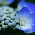 紫陽花Ⅳ