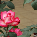 薔薇6