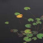 志賀高原 (15)