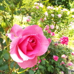 春のバラまつり6