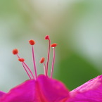 ひかる
