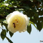 春のバラまつり11