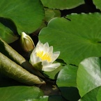 睡蓮：蕾と開花