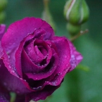 Rose Gartenより　愛を込めて・・・26
