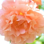 Rose Gartenより　愛を込めて・・・25