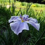 花菖蒲4
