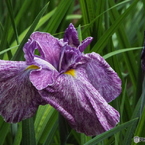 花菖蒲10