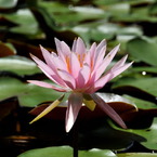 stretching lotus
