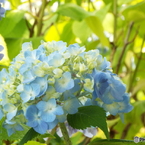 山下公園17