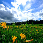 summer in oze