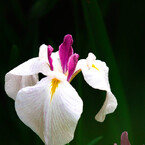 菖蒲