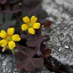 置き去りの花