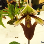 らん展4