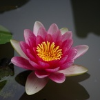 赤色の花弁