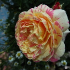 薔薇4
