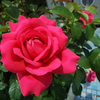 薔薇5