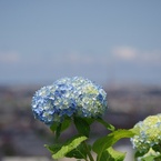 町並みを背景に＃紫陽花
