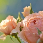 Rose Gartenより　愛を込めて・・・65