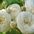 Rose Gartenより　愛を込めて・・・66