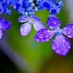 瑠璃色の梅雨Ⅱ