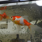 金魚 DSC_0553