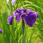 花菖蒲10
