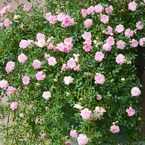 Rose Gartenより　愛を込めて・・・85