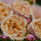 Rose Gartenより　愛を込めて・・・86