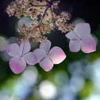 つゆ蔭草