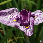 北山公園・花菖蒲4