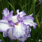 北山公園・花菖蒲6