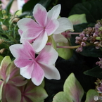 豊島園・紫陽花13