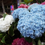豊島園・紫陽花18