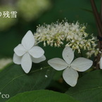 瀬戸神社～山あじさい-388