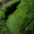 緑の水路