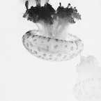 海の毒キノコ？