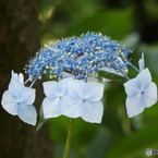 日本庭園の紫陽花4