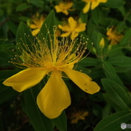 深緑の彩の森入間公園18