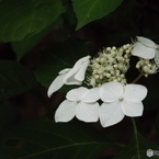 東京都薬用植物園・紫陽花13