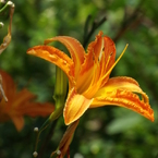 東京都薬用植物園・野萱草2