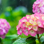 雨の箱根 VI