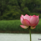 昭和記念公園・蓮1