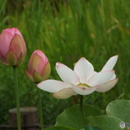 昭和記念公園・蓮3